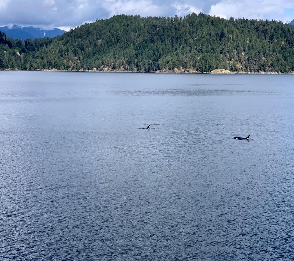 Bed and Breakfast Earls Cove Orca View Egmont Exteriér fotografie